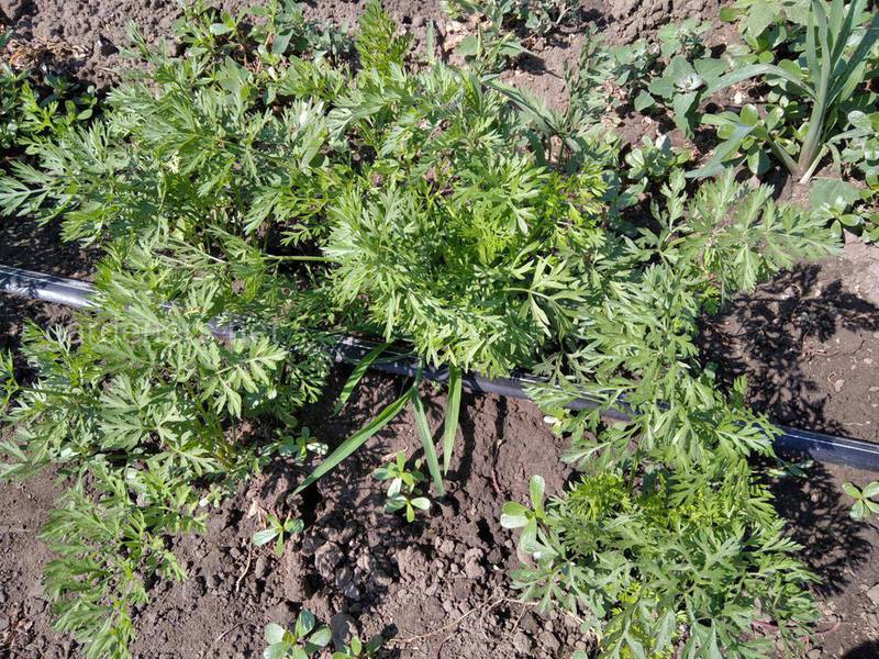 Посев моркови с использованием крахмального клейстера
