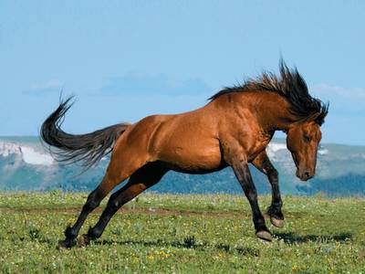 Дикая лошадь Вайоминга