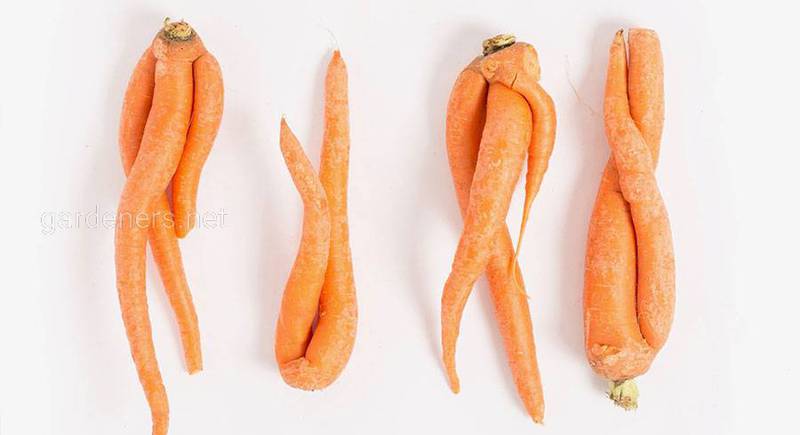 Почему морковь деформируется?
