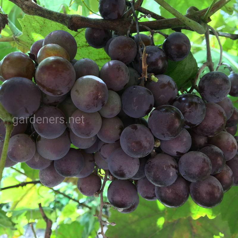 5 фактів про виноград! 