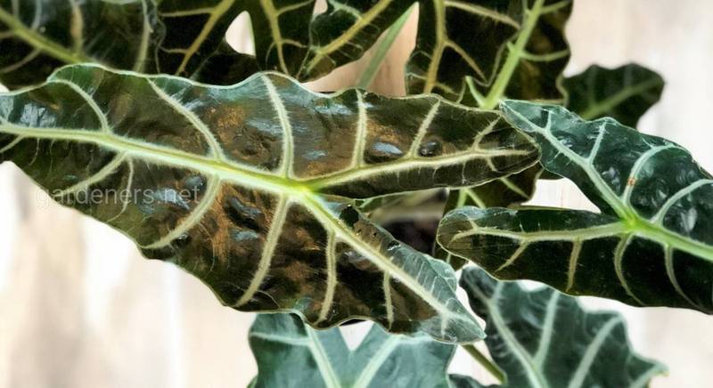 Алоказия, или растение-синоптик: выращивание в домашних условиях