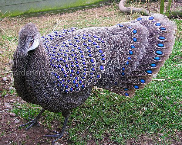 Птица Малайский павлиний фазан