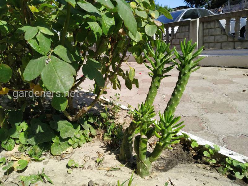 Як вирощувати кактуси на відкритому повітрі?