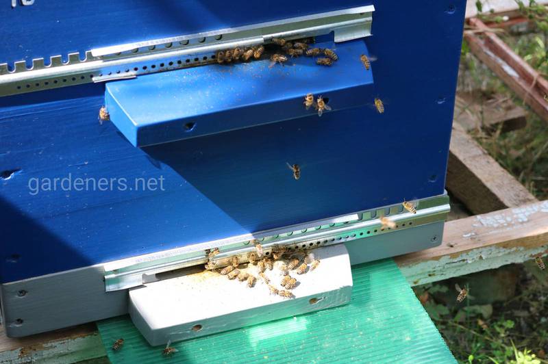 Пасіка: останні приготування для полегшення зимівлі бджіл