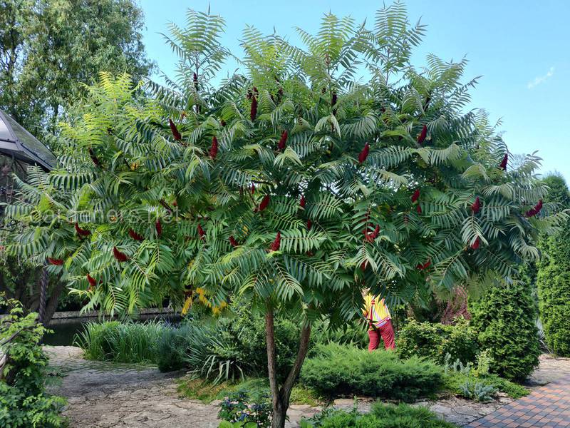 Сумах - барвисте дерево, яке можно вирощувати на просторих ділянках!