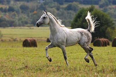 Лошадь Делибоз