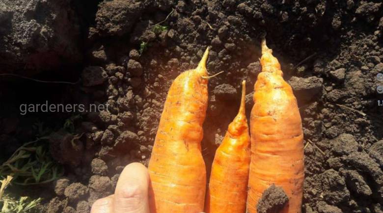 сложно определить зрелость моркови