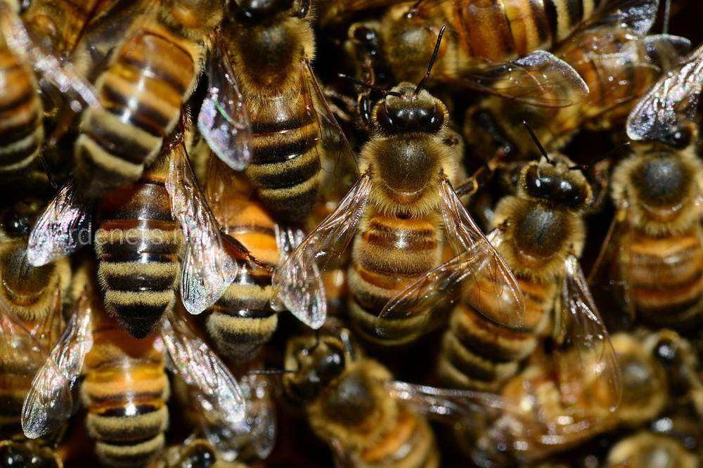 Племенная работа в пчеловодстве 