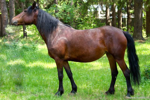 Вятка – идеальная упряжная лошадь, одна из самых старых российских пород