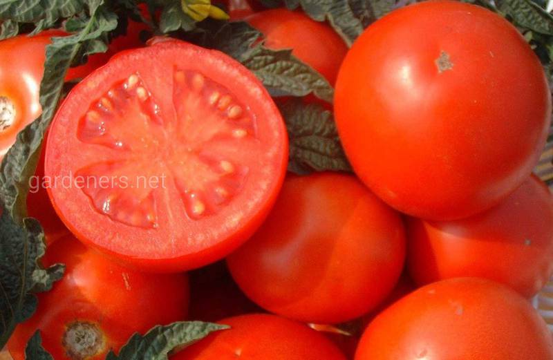 Как предотвратить растрескивание плодов томатов?