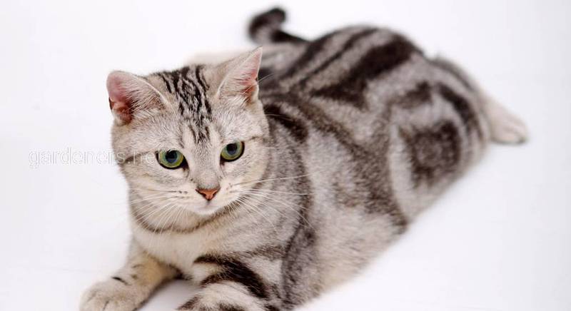 Описание Американской жесткошерстной породы кошек 