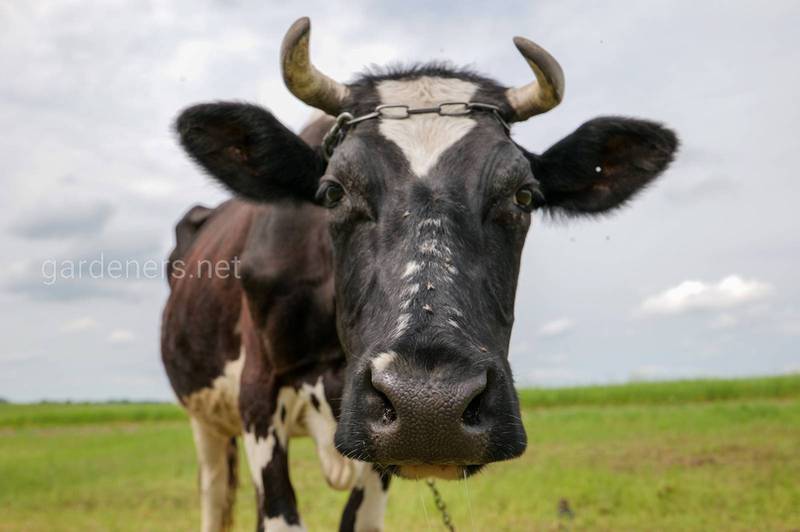 Почему возникает кетоз у коров?