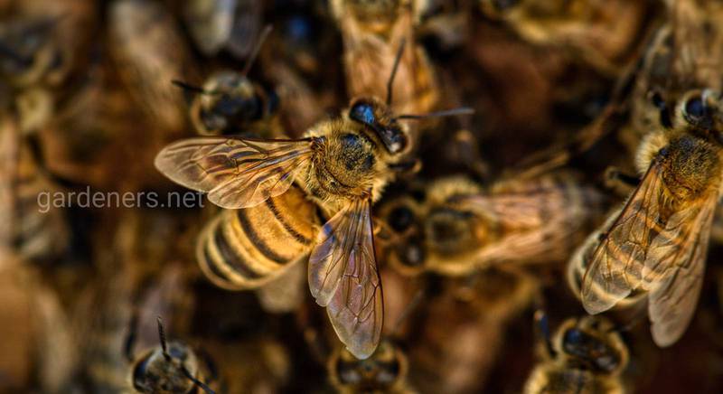 Поилка для труженицы пчелы