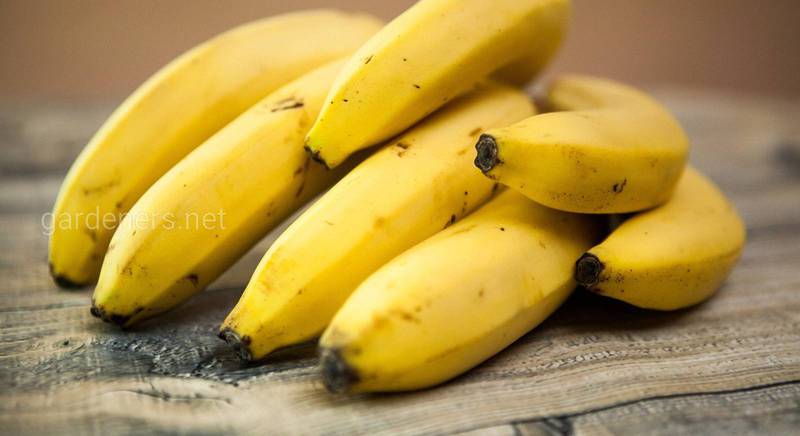Опис банана 