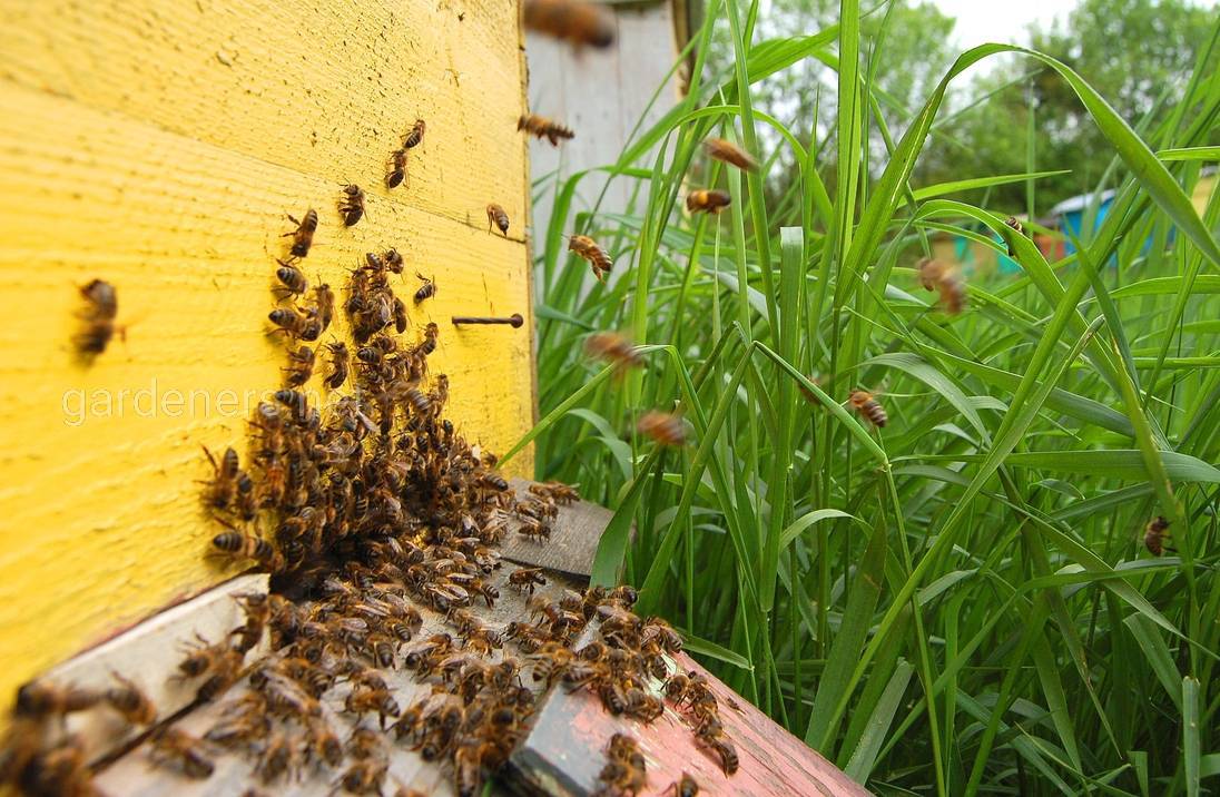 Размножение пчелосемей роением