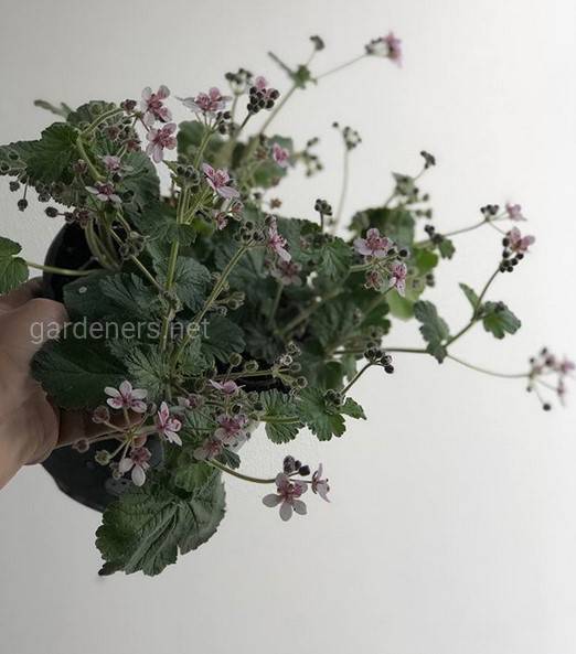 Erodium pelargonifolium