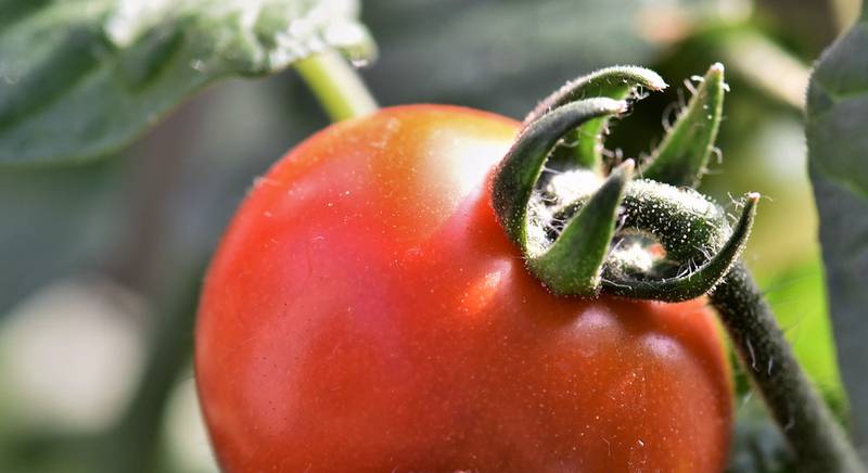 Застосування помідорів: їх користь і шкода