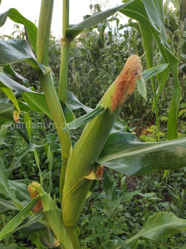 Чому виникає почервоніння кукурудзи?