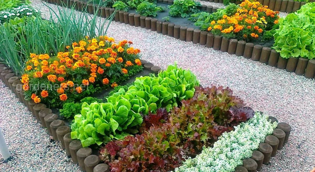 Цветы в огороде: как объединить грядки и цветник с пользой