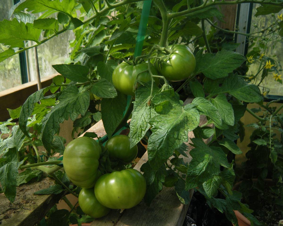 томат в теплице