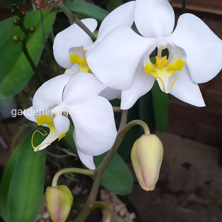 Орхідея Фаленопсис