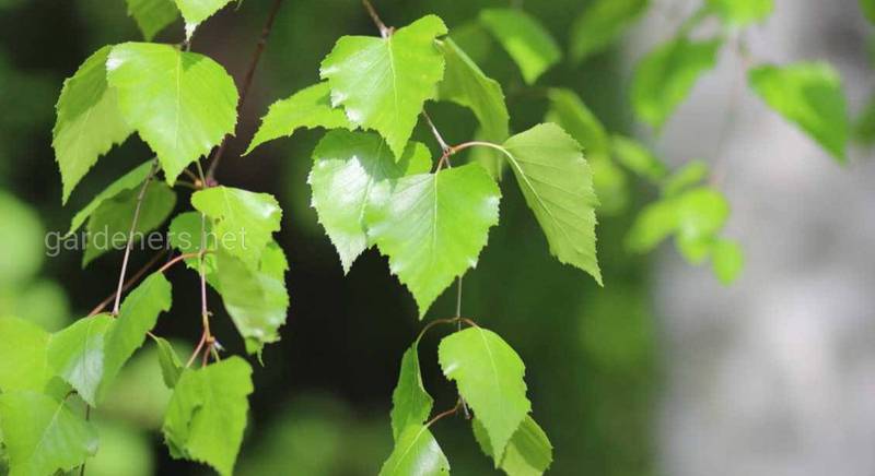 Якими лікувальними властивостями володіє березове листя