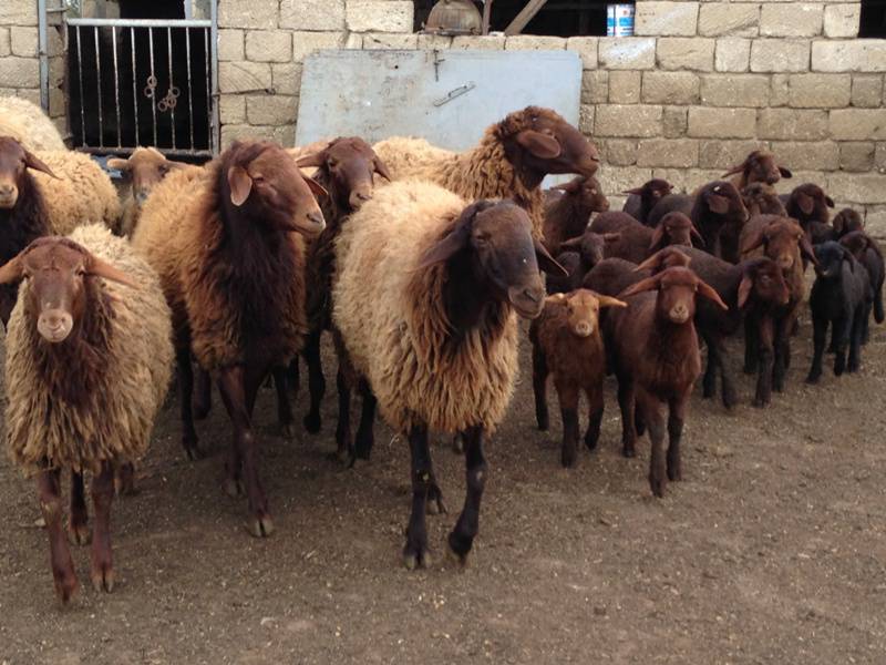 Апшеронская овца: описание, выведение, применение | Огородники