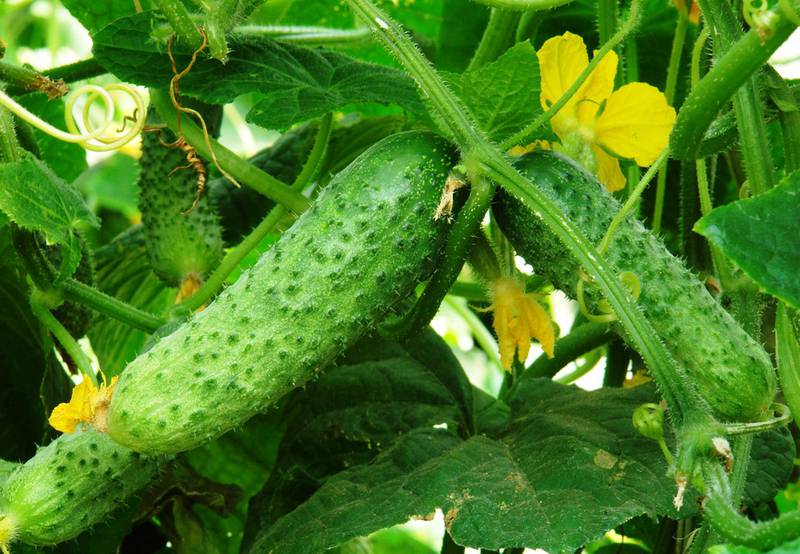 Огірок – дієтичний овоч