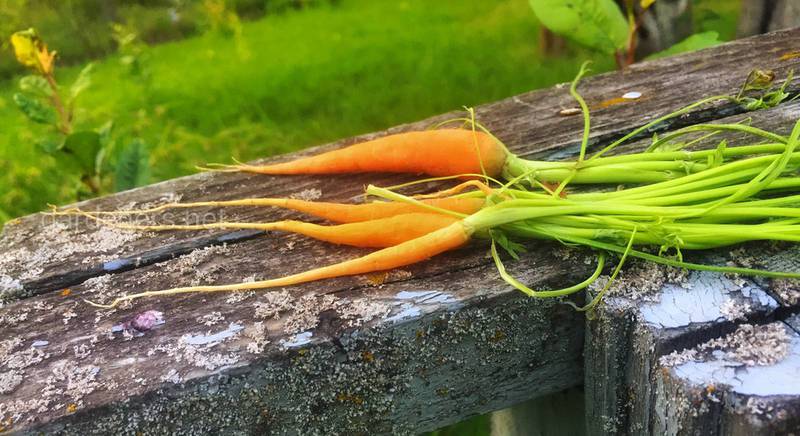 Топ 3 правила летнего ухода за морковкой