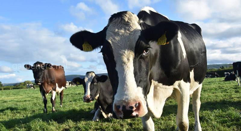 Опасность мастита для дойных коров и способы его лечения