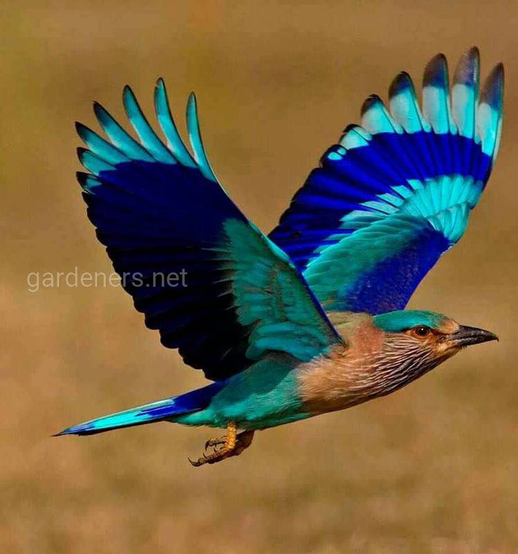 Птица Бенгальская сизоворонка