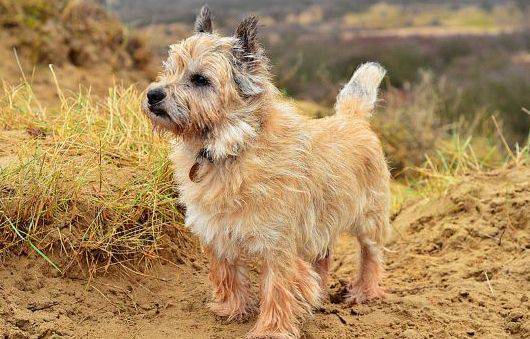 Керн-терьер