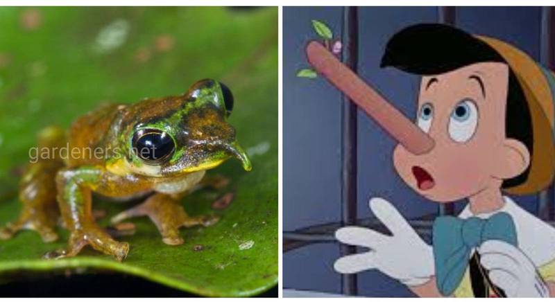 Знайомтесь - незвичайна жаба на ім'я Піноккіо!