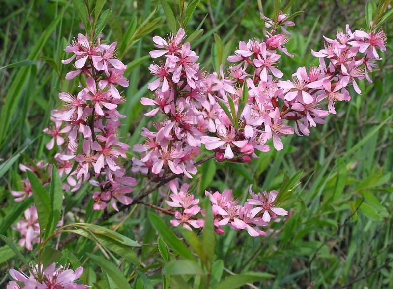 Миндаль степной