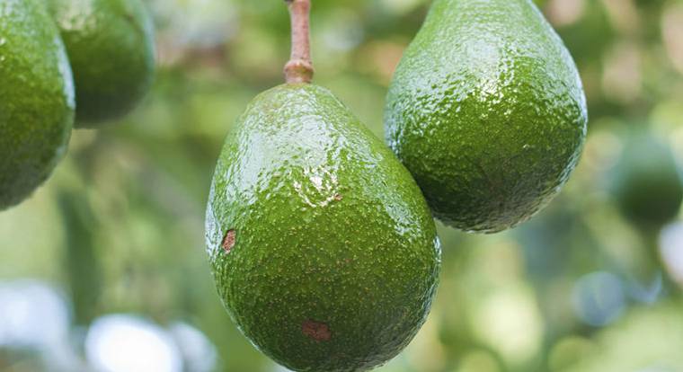 Як виростити екзотичне авокадо у себе вдома