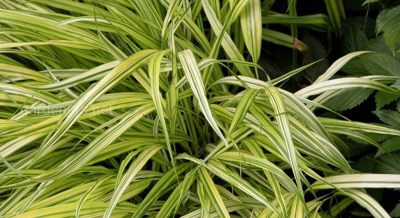 Хаконехлоя: посадка, размножение, использование и уход за многолетней декоративной травой