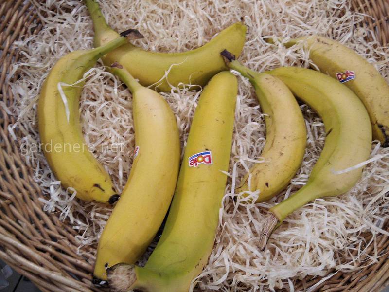 Які цілющі властивості притаманні бананам?