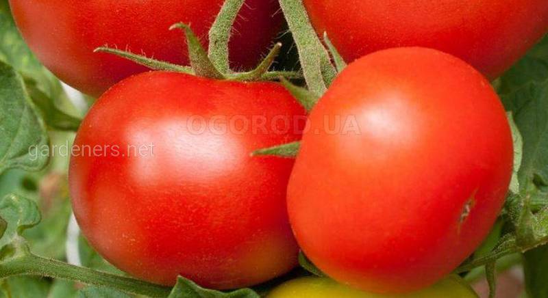 5 способов подвязки помидоров