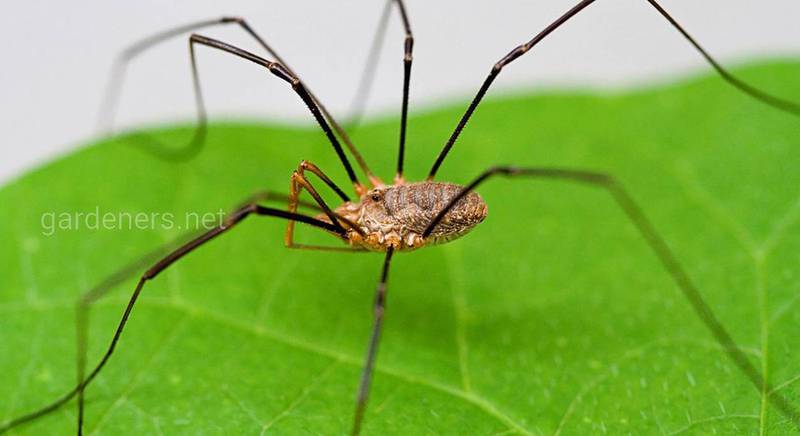 Не ядовиті павуки, їх назви і особливості
