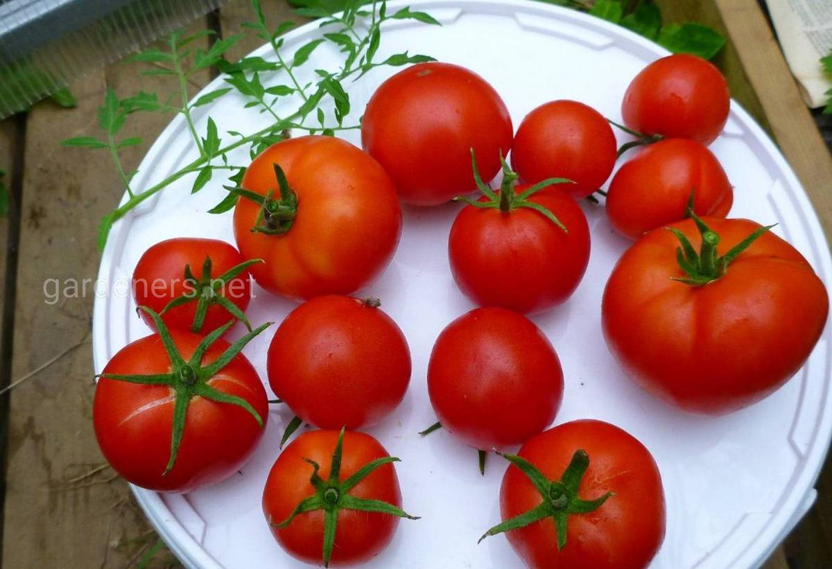 Сорт томата “Яблонька России”