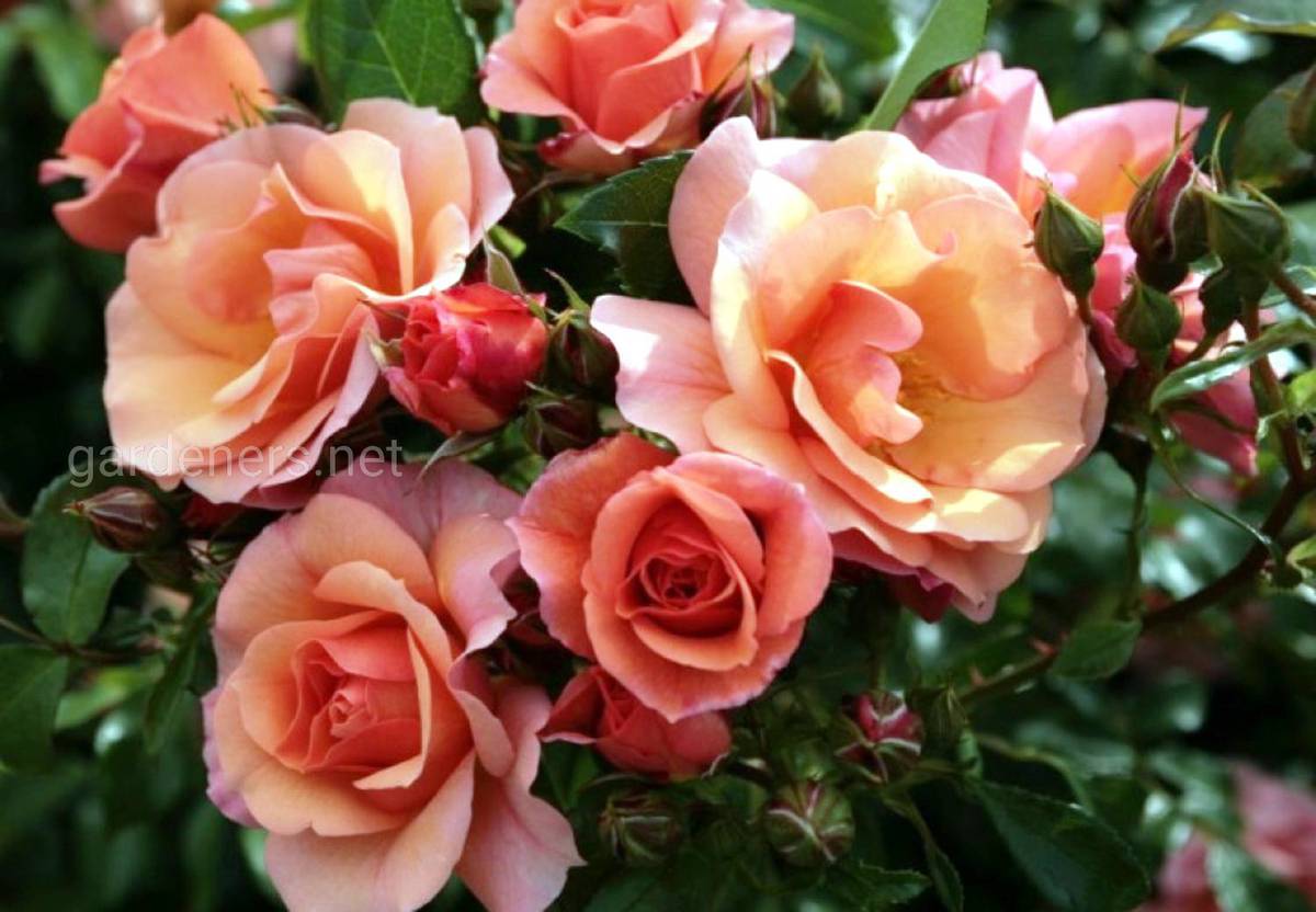 Сорт роз Кордес «Aprikola»