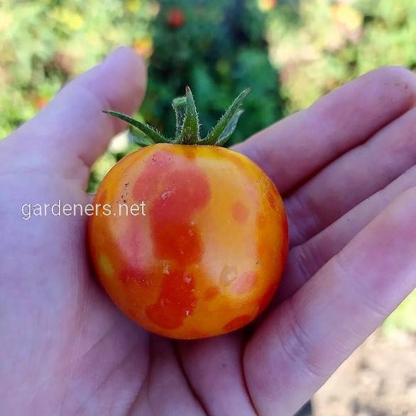 Tomato spotted wilt virus