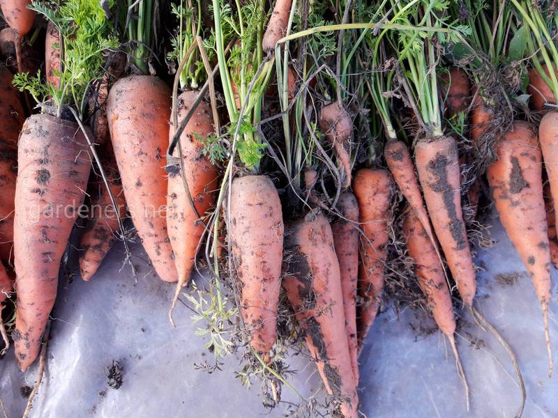 Поражение моркови мучнистой росой