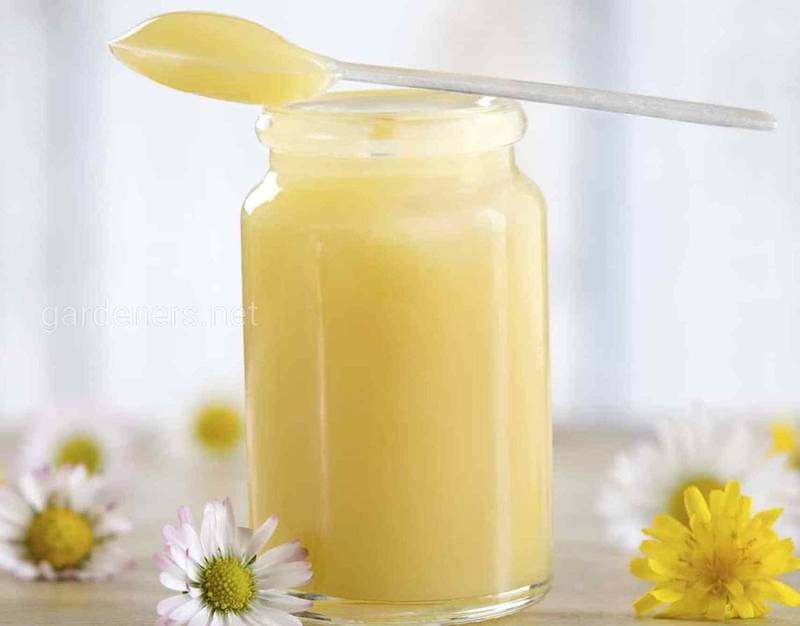 В чому користь меду, маточного молочка, прополіса та пилка ? Традиційні рецепти!