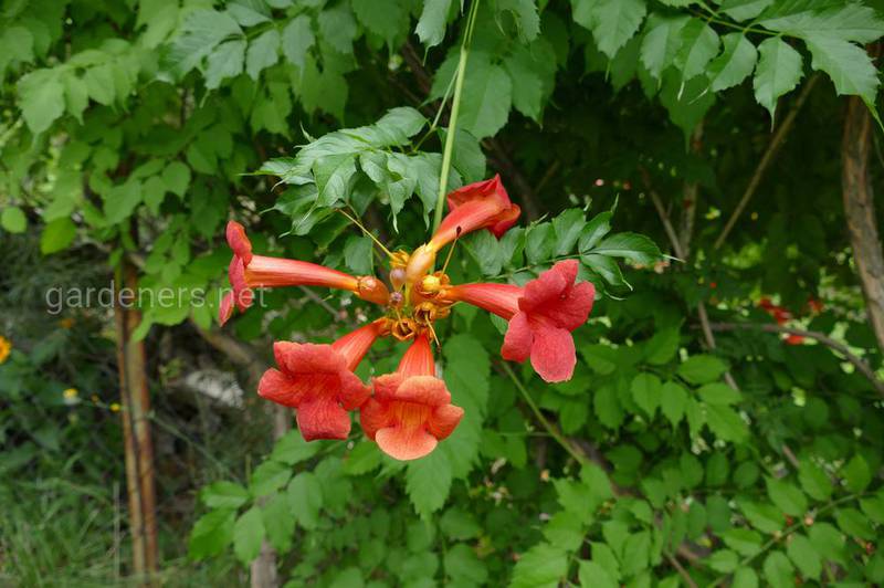 Кампсис (текома)