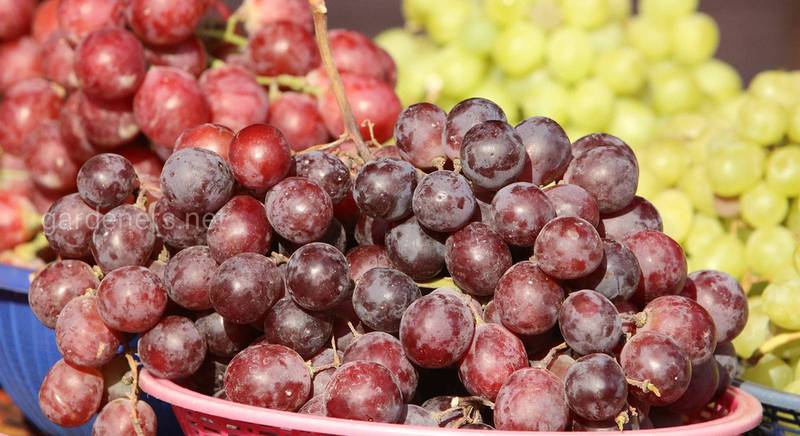 Проверенные способы хранения свежего винограда всю зиму