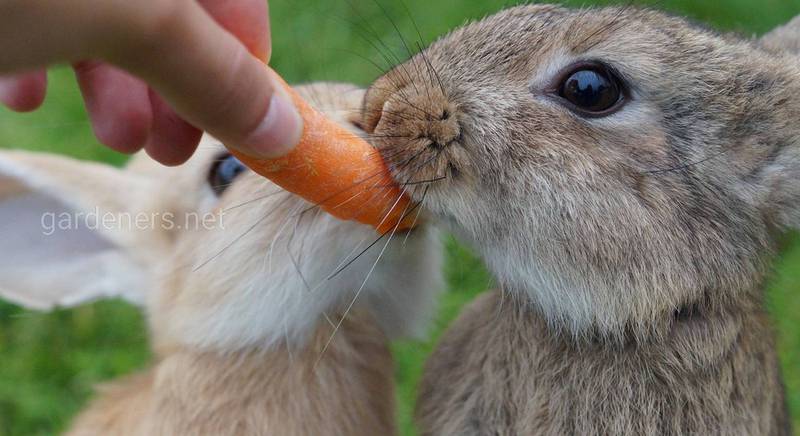  Как и чем кормить кролей: основные принципы и ошибки 