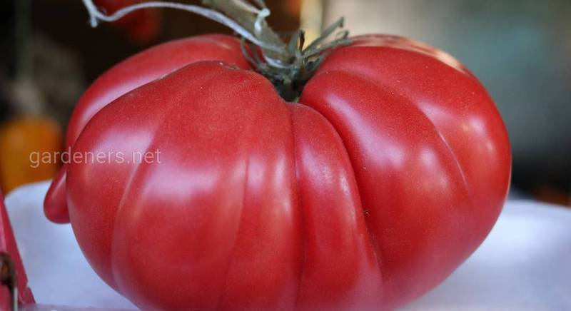 Высокопродуктивный сорт томата этого года - «Грибное лукошко»