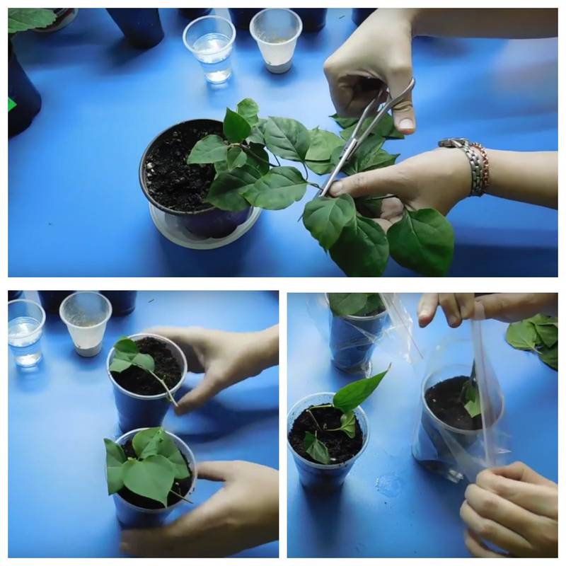 Бугенвиллия прекрасная 