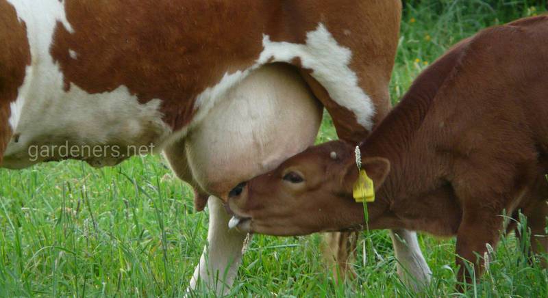 Можно ли выбрать хорошую молочную корову по вымени?